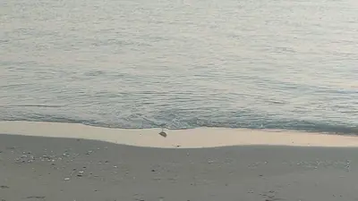 Duna degli Orsi - Spiaggia e Ristorante — foto 2